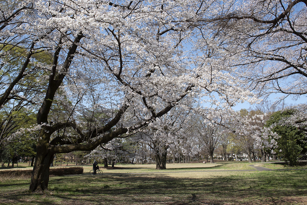 小金井公園