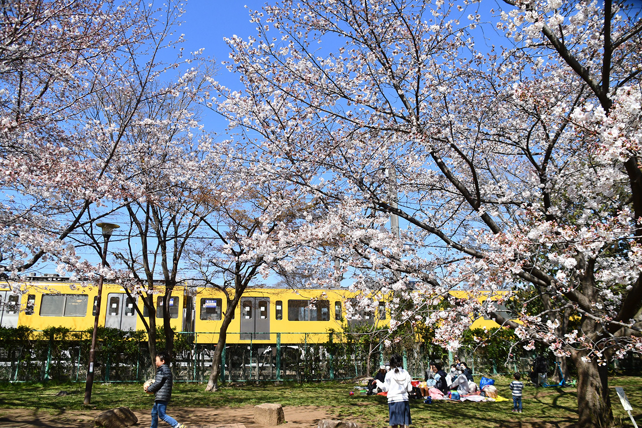 市内桜(たけのこ公園・多摩境緑道・さくら公園)