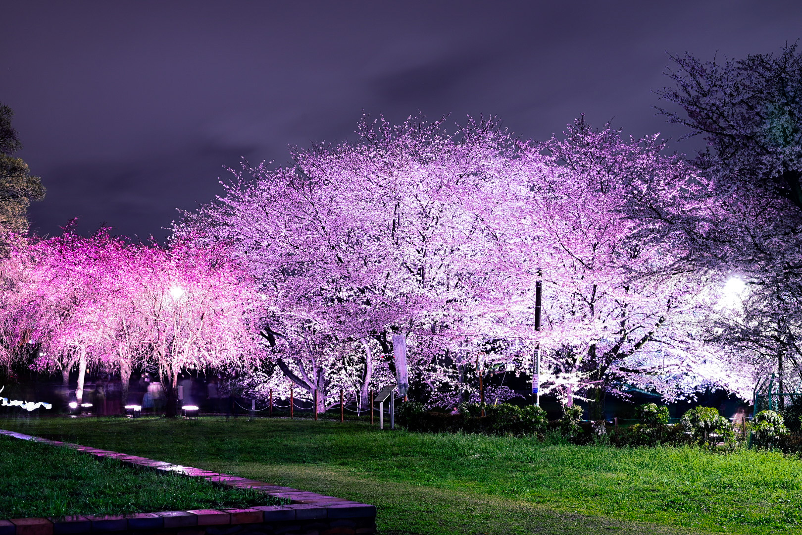 武蔵国分寺ライトアップ