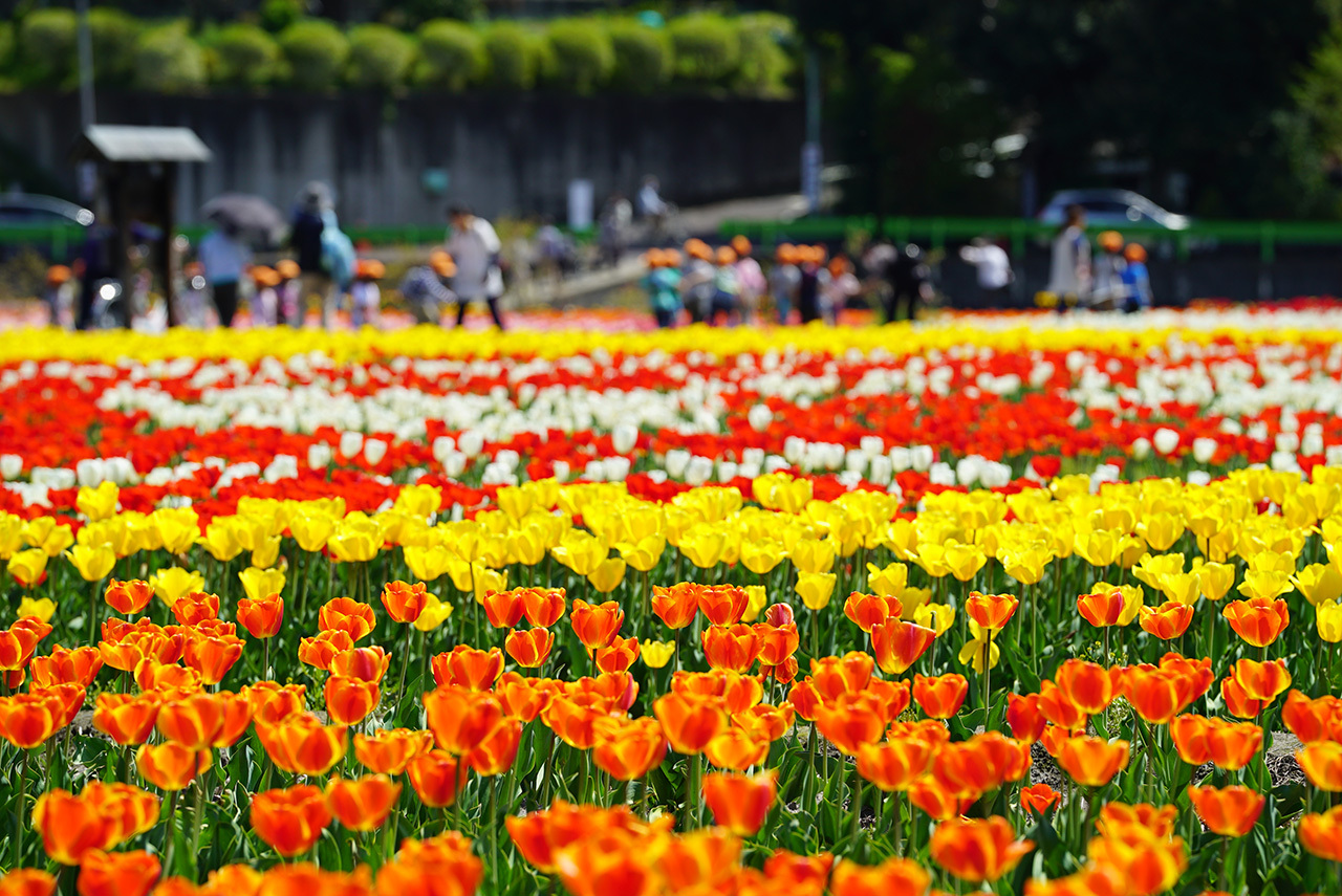 チューリップ