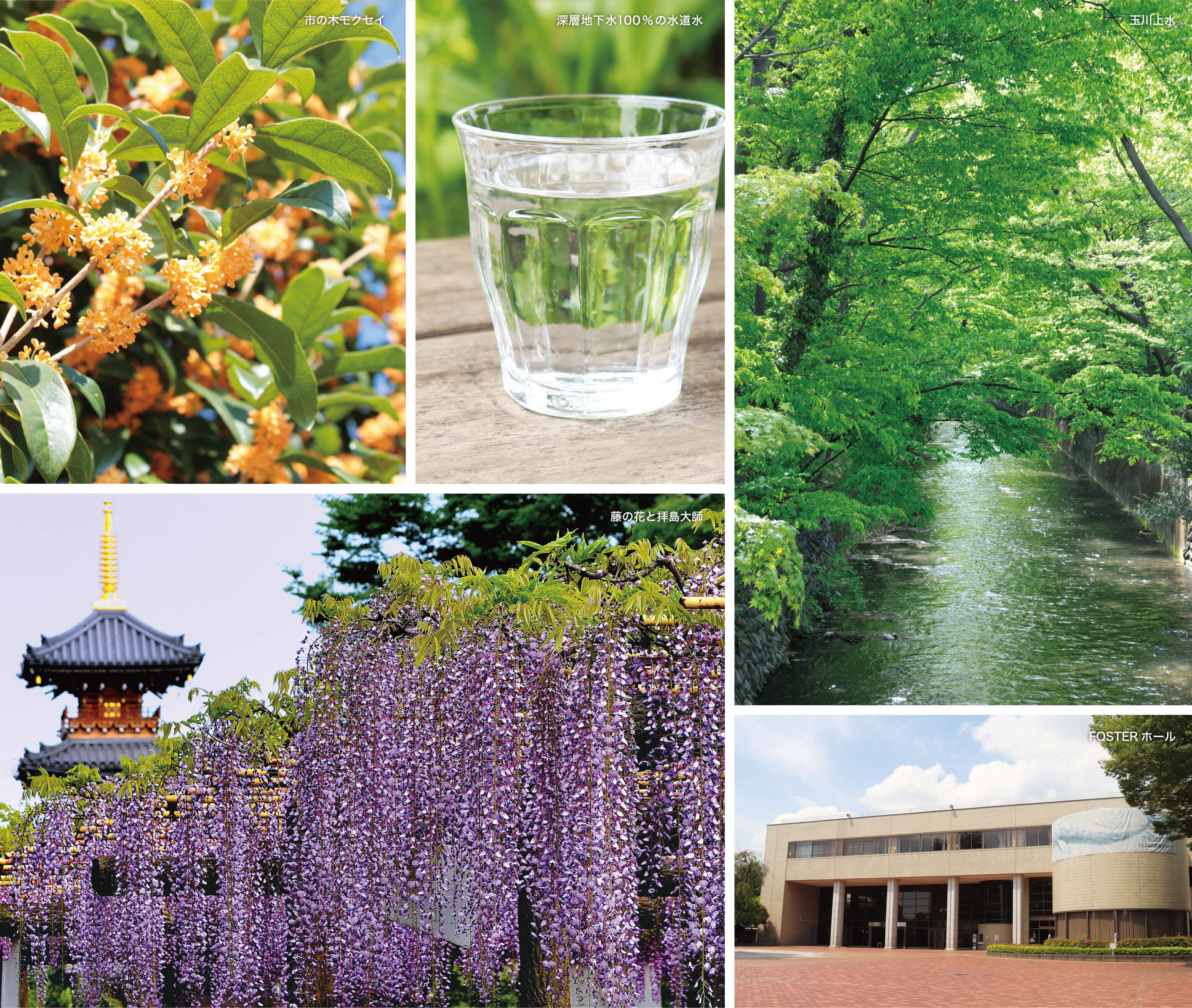 木モクセイ、深層地下水道水、玉川止水、藤の花と拝島大師、昭島市民会館